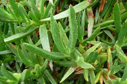 Image: Murray Dawson © Landcare Research / Murray Dawson 